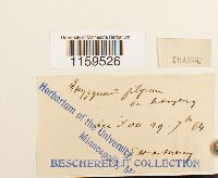 Pterigynandrum filiforme image