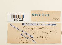 Pterigynandrum filiforme image