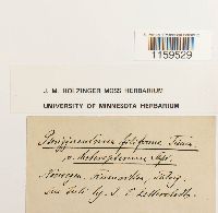 Pterigynandrum filiforme image