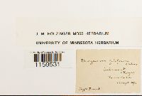 Pterigynandrum filiforme image