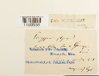 Pterigynandrum filiforme image