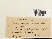 Pterigynandrum filiforme image