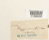 Pterigynandrum filiforme image