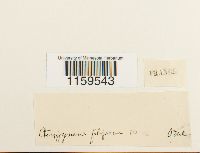 Pterigynandrum filiforme image