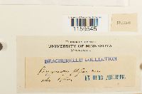 Pterigynandrum filiforme image