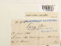 Pterigynandrum filiforme image