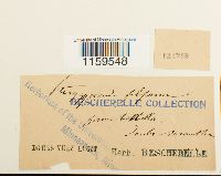 Pterigynandrum filiforme image