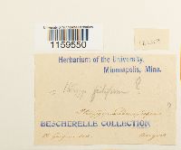 Pterigynandrum filiforme image