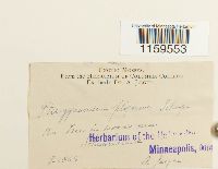 Pterigynandrum filiforme image