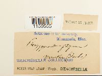 Pterigynandrum filiforme image