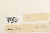 Pterigynandrum filiforme image