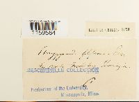 Pterigynandrum filiforme image