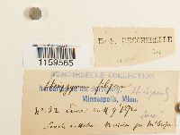 Pterigynandrum filiforme image