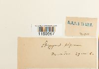 Pterigynandrum filiforme image