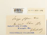 Pterigynandrum filiforme image