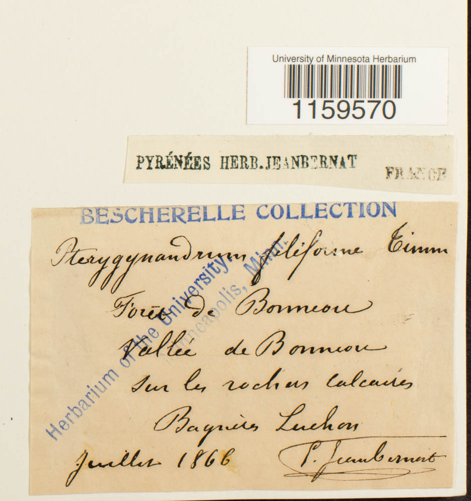 Pterigynandraceae image