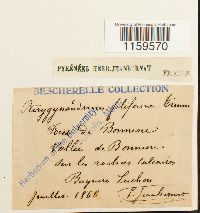 Pterigynandrum filiforme image