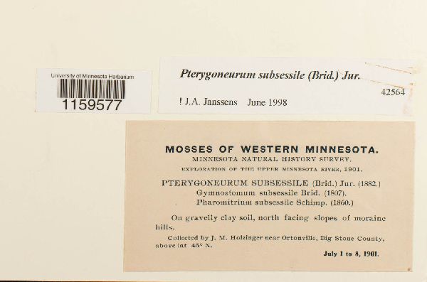 Pterygoneurum subsessile image