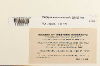 Media resource of Pterygoneurum subsessile