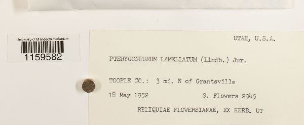 Pterygoneurum lamellatum image