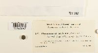 thumbnail image of current specimen