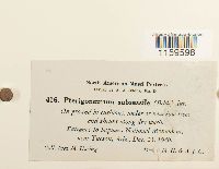 Pterygoneurum subsessile image