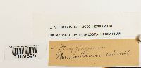 Pterygoneurum subsessile image