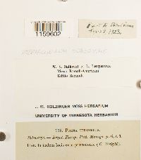 thumbnail image of current specimen