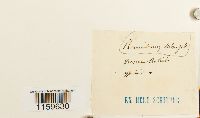 Pterygoneurum subsessile image