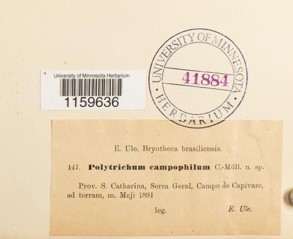 Polytrichum campophilum image