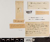 Polytrichum commune image