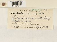 Polytrichum commune image