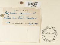 Polytrichum commune image