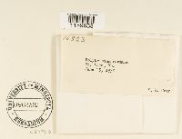 Polytrichum commune image