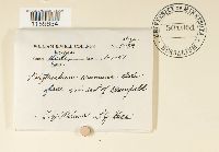 Polytrichum commune image