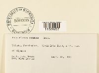 Polytrichum commune image