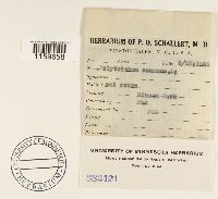 Polytrichum commune image