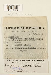 Polytrichum commune image