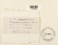 Polytrichum commune image