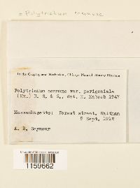 Polytrichum commune image