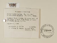 Polytrichum longisetum image