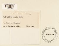 Polytrichum longisetum image