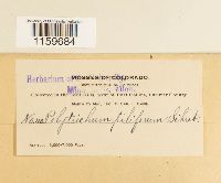 Image Associated With the Occurrence