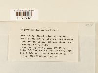 Polytrichum juniperinum image