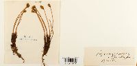 Polytrichum formosum image