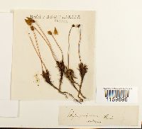 Polytrichum juniperinum image