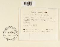 Pseudoleskea radicosa image