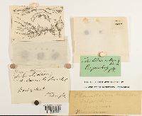 Pterygoneurum subsessile image