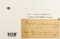 Pterogonium gracile image