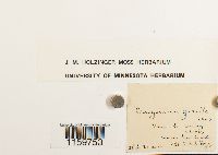 Pterogonium gracile image